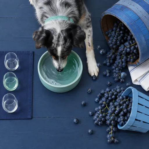 Vineyard Harvest With a Dog: The Finger Lakes Tasting Rooms Where Crush Season Comes With a Water Bowl and a Barrel-Room Nap