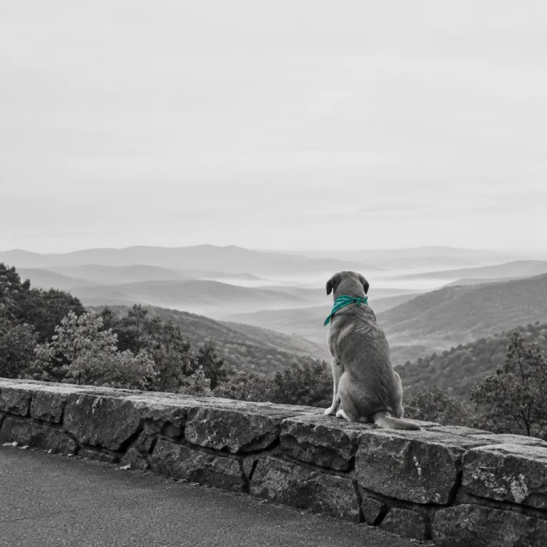 Chasing Color With a Dog: A Blue Ridge Parkway Foliage Run, Overlook by Overlook, Timed to Peak Before the Crowds